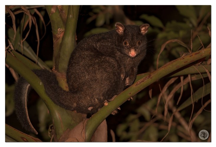 Lemuroid ringtail Possum
