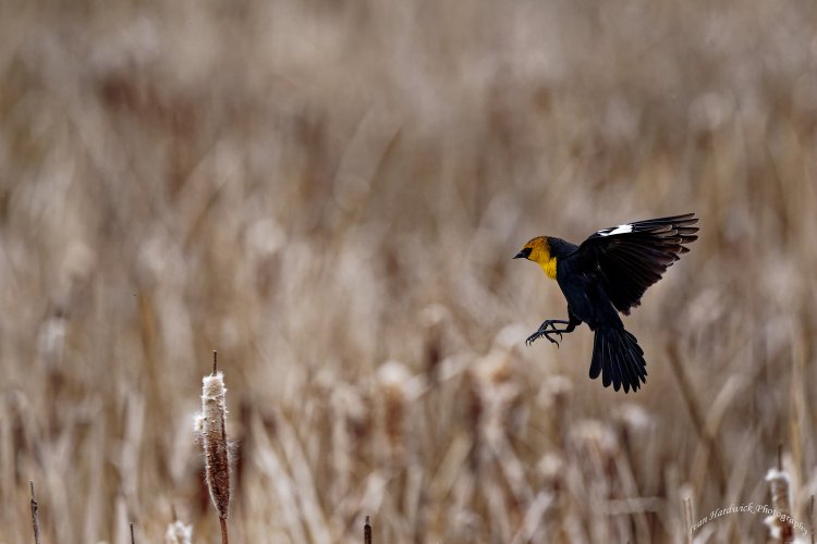 Approach and landing, Yellow headed Blackbird.