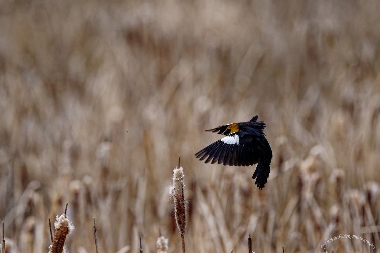 Approach and landing, Yellow headed Blackbird.