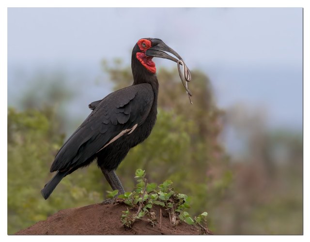 Southern Ground Hornbill with snake