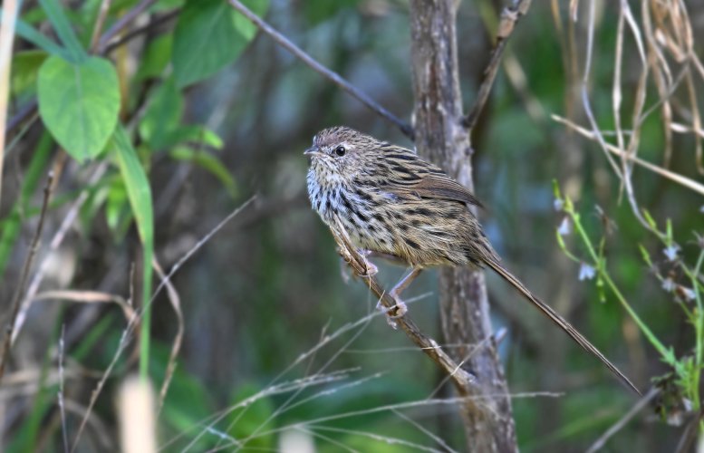 The very elusive Fernbird.  Matata, ( N.Z. )