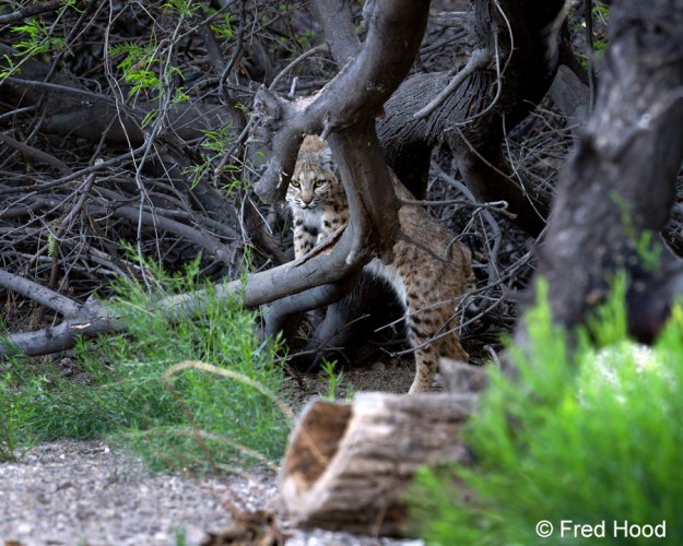 Tucson bobcat