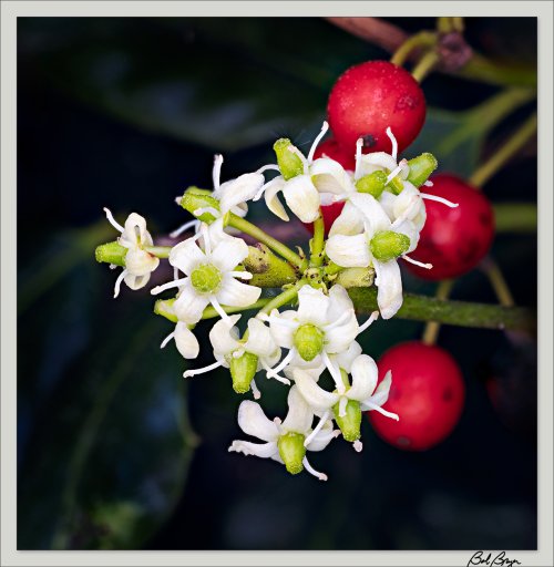 Holly Flowers