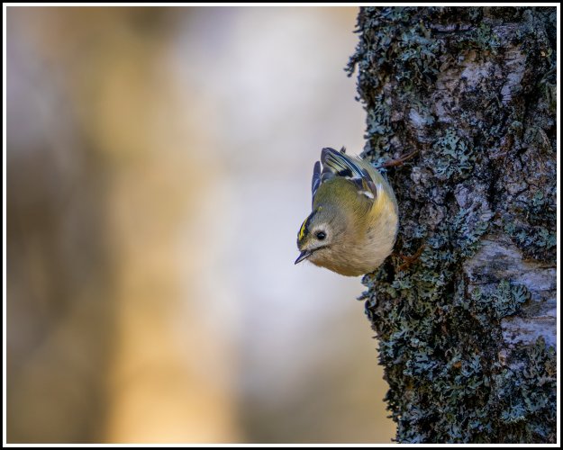Goldcrest and Tail tit