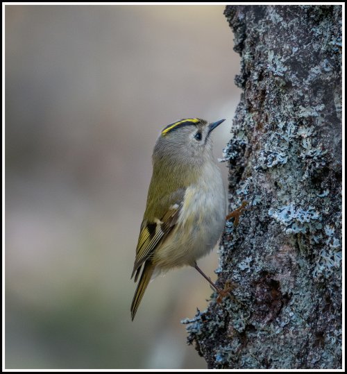 Goldcrest and Tail tit