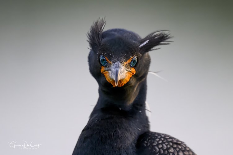 Male Cormorant