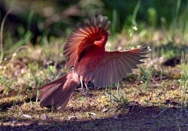 Cardinal taking flight