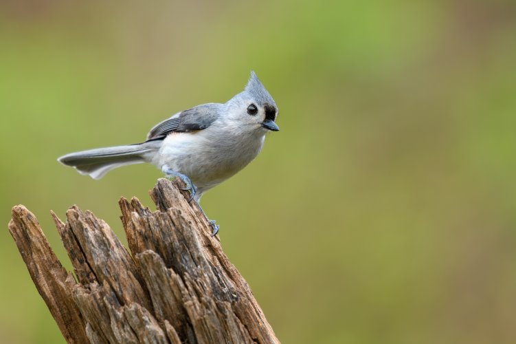 Tufted Titmouse checking the menu