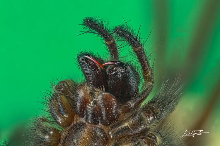 Giant House Spider (Eratigena atrica)