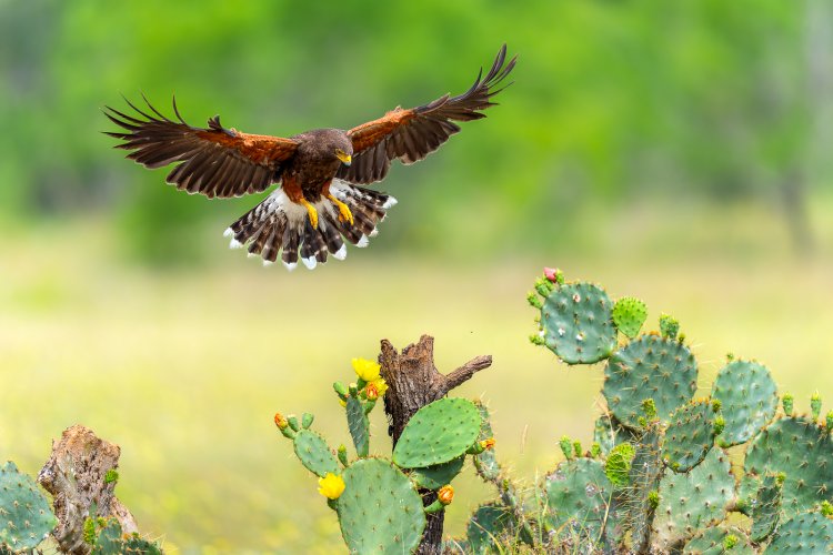 Harris's Hawk Coming In For a Landing