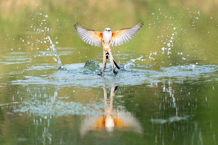 Scissor Tail Fly Catcher Taking A Bath