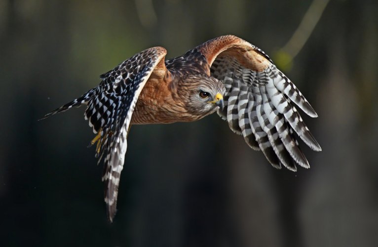 Red Shouldered Hawk with Squirrel