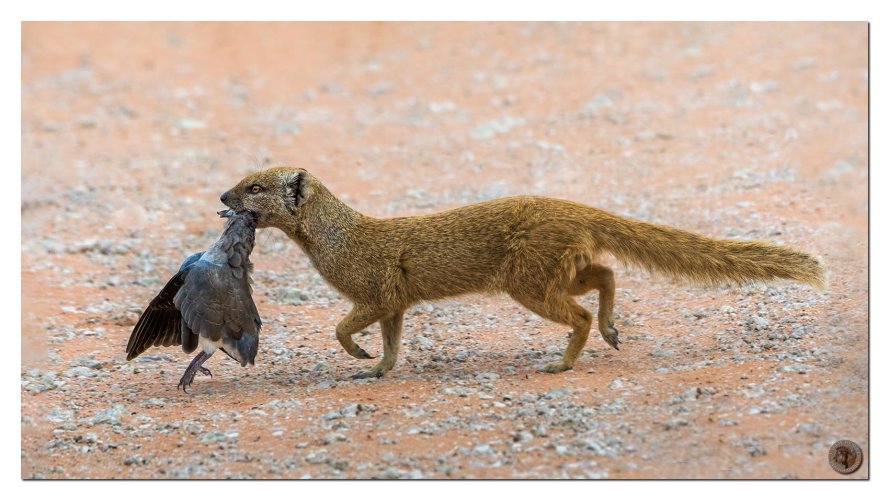 Yellow Mongoose with supper