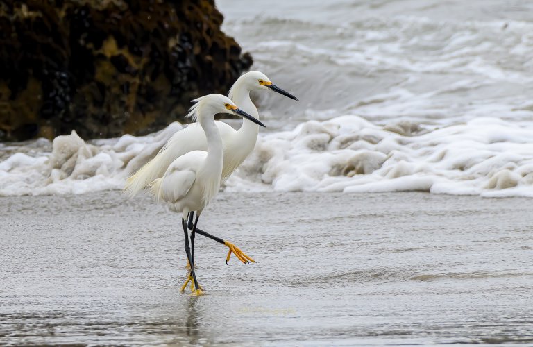 Two Egrets are not too many...