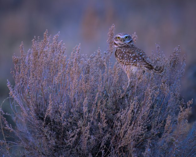 Burrowing Owls and Wyoming Spring Weather