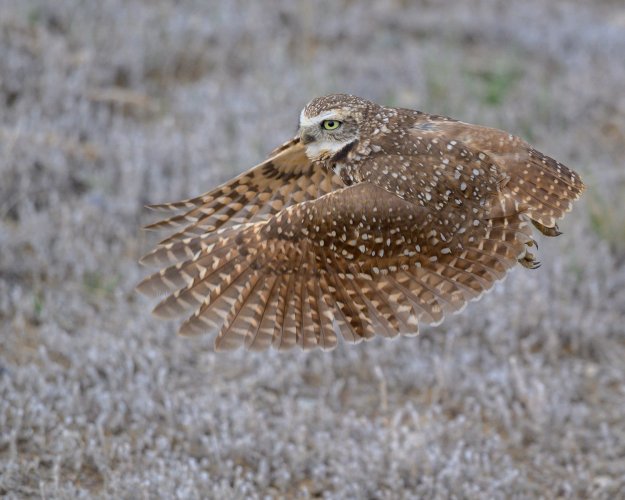 Burrowing Owls and Wyoming Spring Weather