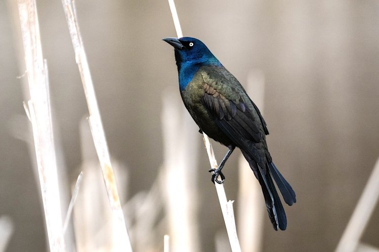Common grackle in cat-tails