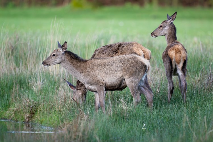 Red deer at a pond