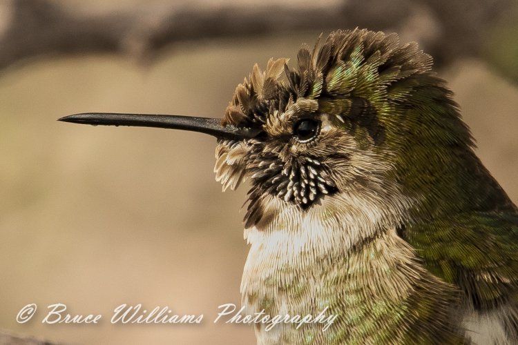 Another Hummer shot