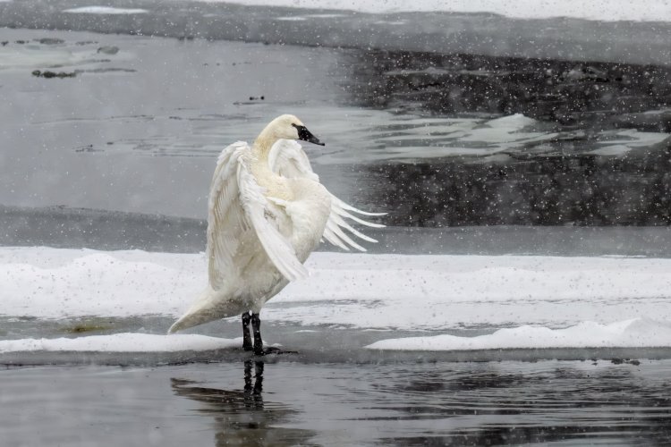 Trumpeter Swans in the winter