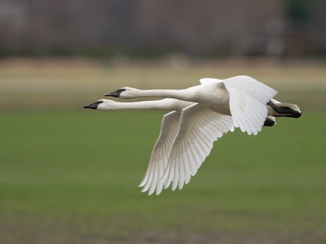 Trumpeter Swans in the winter