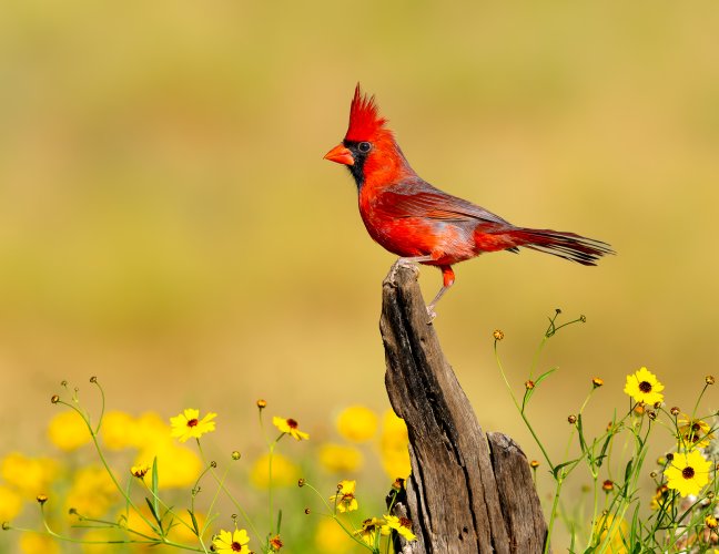Male Cardinal among wildflowers