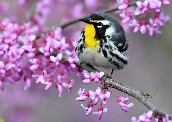 Yellow-throated Warbler.