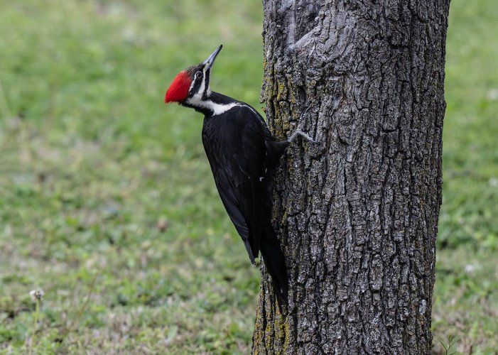 Female Pileated Woody, in the heavy mist