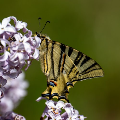 Iberian Scarce Swallowtail