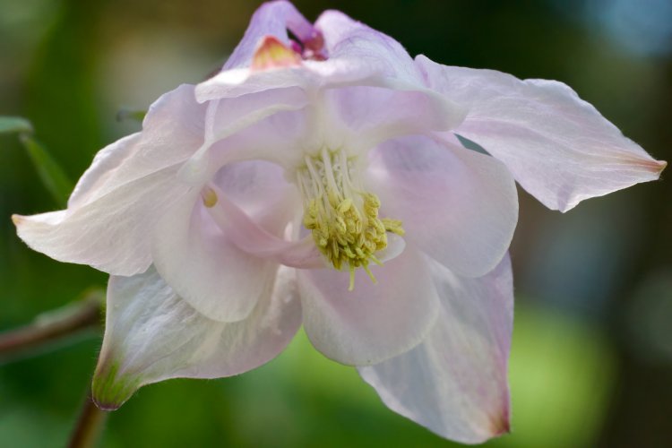 Up close with Columbine flowers