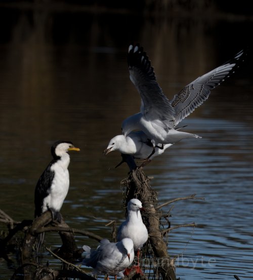 Silver Gulls, its my perch, 200424.
