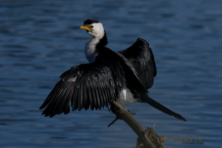 Little Pied Cormorant, having a stretch - make sure you watch me, 210424.