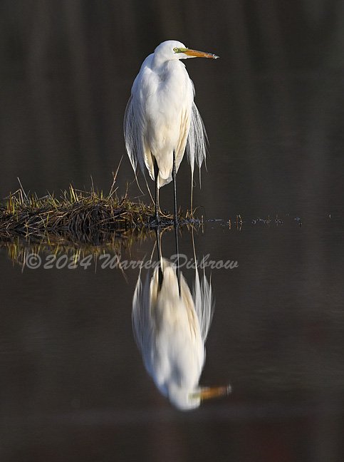 Great Egret in the early Morning