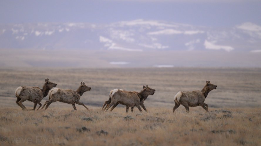 Wyoming's Red Desert, a Wildlife Tour