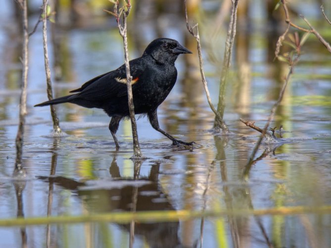 Red Winged Black Bird In the Water