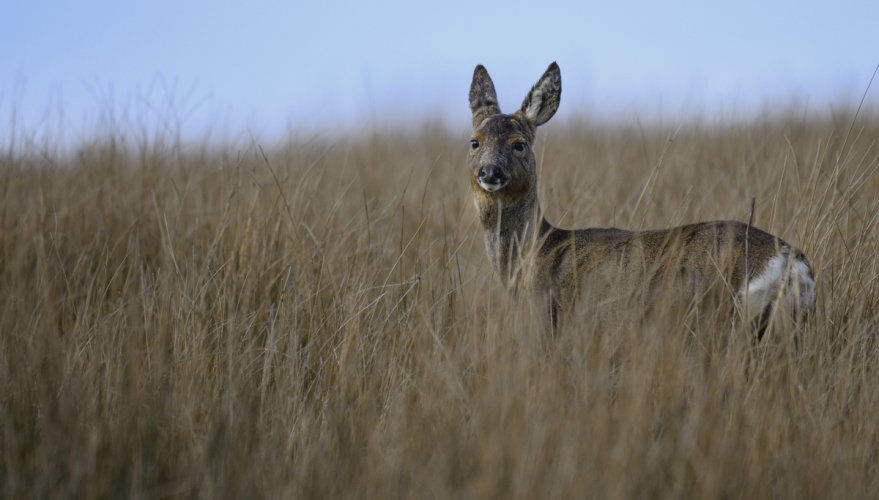 Roe Deer (Female)
