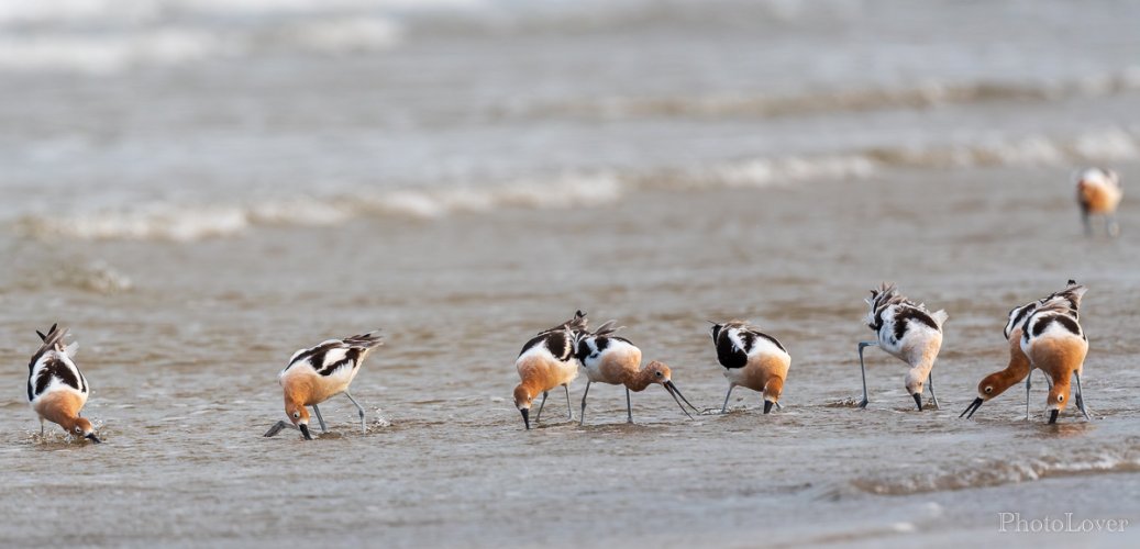 Avocets foraging in surf