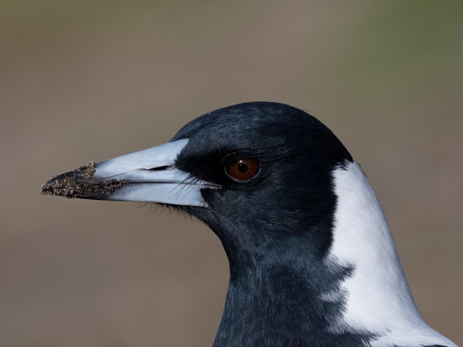 Australian Magpie, close up, 240424.
