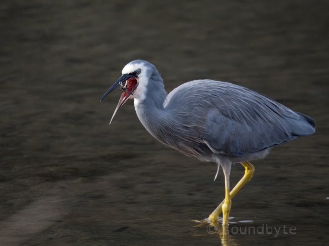 White-faced Heron, with crab for a snack, 230424.
