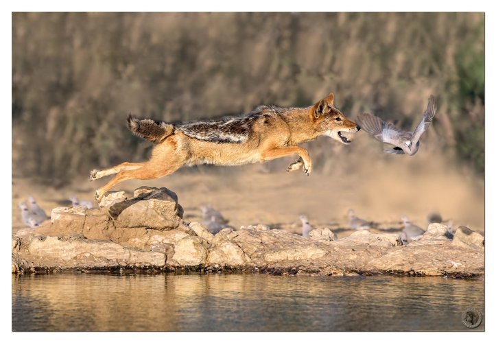 Jackal in flight, thought he might . . .catch a dove