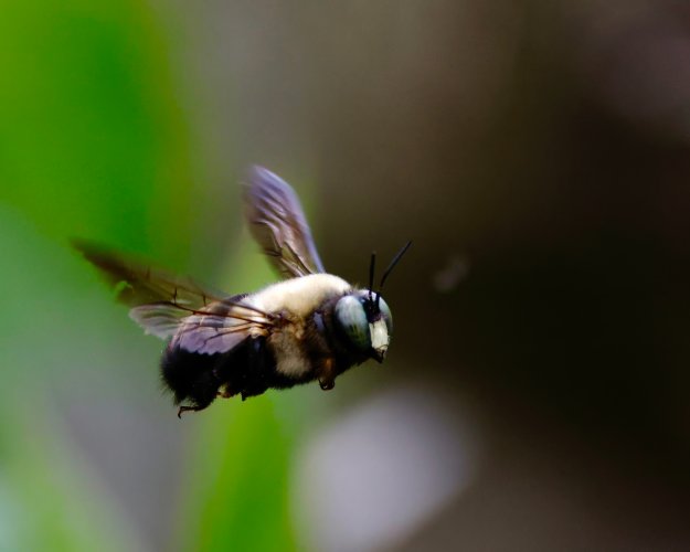 BIF (bees in flight)
