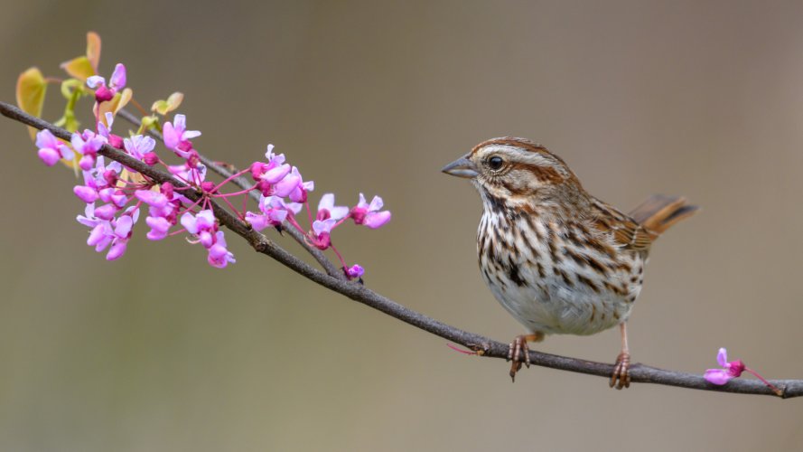 Song Sparrow and Redbud