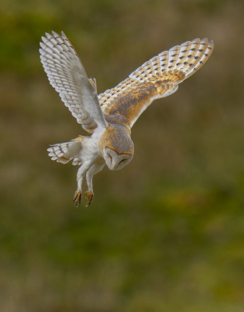 Barn Owl (Angel of Death)