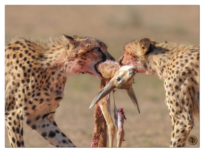 Tag-of war - explicit Cheetahs' end of breakfast