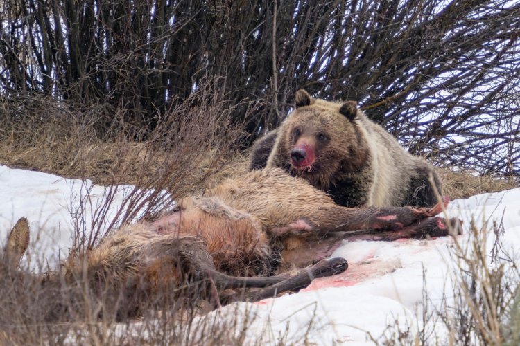 First Grizzly sighting for me this year. (graphic)