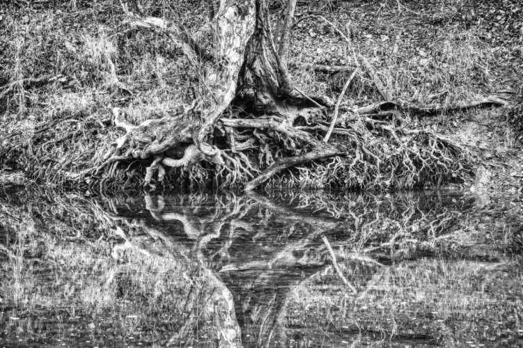 Root Reflection Black and White