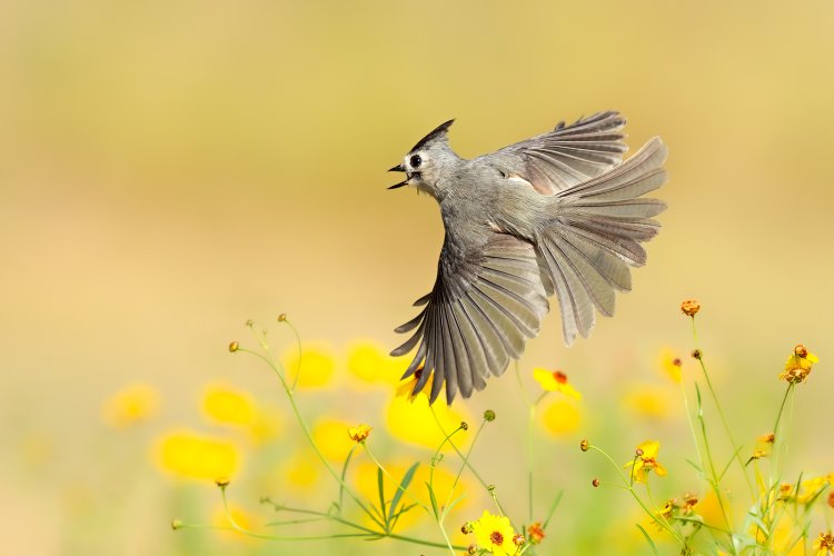 Tufted Titmouse flying and singing amongst the wildflowers