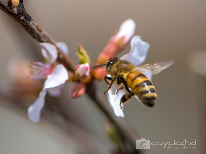 Western Honey Bee, Colorado