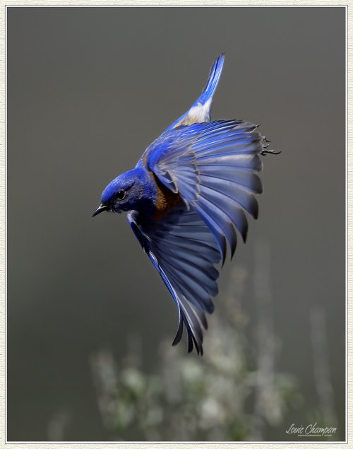 Bluebirds with the Sony A9III