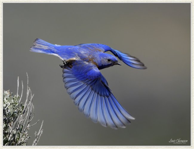 Bluebirds with the Sony A9III